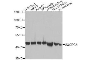 Western blot analysis of extracts of various cell lines, using UQCRC2 antibody. (UQCRC2 antibody  (AA 224-453))
