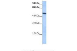 Image no. 1 for anti-ADAM Metallopeptidase Domain 33 (ADAM33) (AA 295-344) antibody (ABIN6738645) (ADAM33 antibody  (AA 295-344))