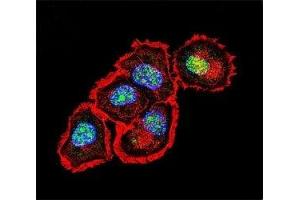 Confocal immunofluorescent analysis of Src antibody with MCF-7 cells followed by Alexa Fluor 488-conjugated goat anti-rabbit lgG (green). (Src antibody  (AA 24-52))