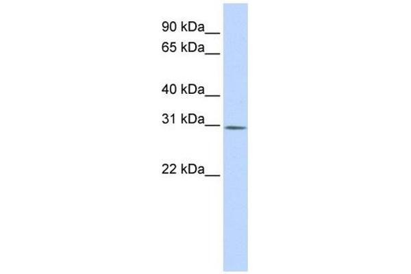 YIF1B antibody