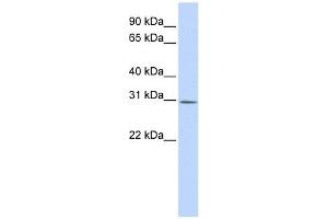 YIF1B antibody used at 1 ug/ml to detect target protein. (YIF1B antibody)