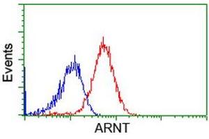 Image no. 1 for anti-Aryl Hydrocarbon Receptor Nuclear Translocator (ARNT) antibody (ABIN1496730) (ARNT antibody)
