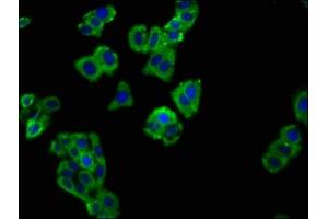 Immunofluorescence staining of HepG2 cells with ABIN7169782 at 1:66, counter-stained with DAPI. (SLAMF6 antibody  (AA 248-331))