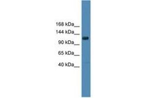Image no. 1 for anti-Diacylglycerol Kinase, theta 110kDa (DGKQ) (AA 751-800) antibody (ABIN6746334)