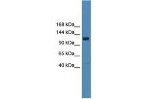 DGKQ anticorps  (AA 751-800)