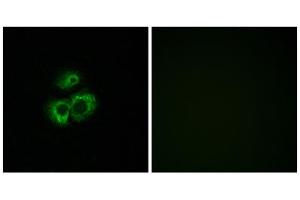 Immunofluorescence analysis of MCF-7 cells, using OR52D1 antibody.