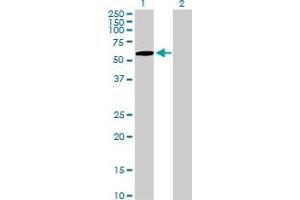 Western Blot analysis of ZNF157 expression in transfected 293T cell line by ZNF157 MaxPab polyclonal antibody. (ZNF157 antibody  (AA 1-506))