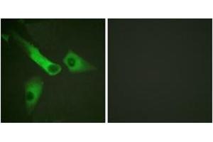 Immunofluorescence analysis of HepG2 cells, using Caspase 9 (Phospho-Tyr153) Antibody. (Caspase 9 antibody  (pTyr153))