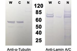 Light Microscopy (LM) image for Nuclear/Cytosolic Fractionation Kit (ABIN2344804)