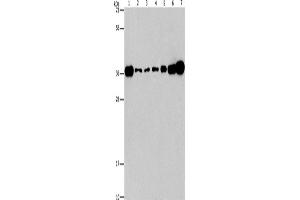 Western Blotting (WB) image for anti-V-Crk Sarcoma Virus CT10 Oncogene Homolog (Avian)-Like (CRKL) antibody (ABIN2434505) (CrkL antibody)