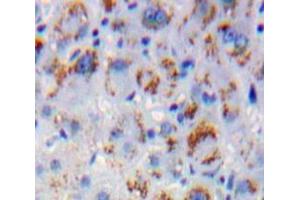IHC-P analysis of Liver tissue, with DAB staining. (MAPKSP1 antibody  (AA 1-124))