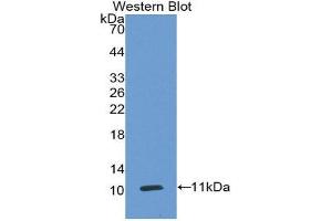 Western Blotting (WB) image for anti-Carcinoembryonic Antigen-Related Cell Adhesion Molecule 7 (CEACAM7) (AA 147-231) antibody (ABIN2117183) (CEACAM7 antibody  (AA 147-231))