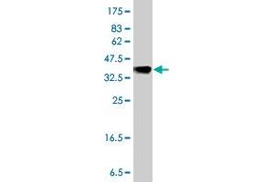 MGAT5 antibody  (AA 642-739)