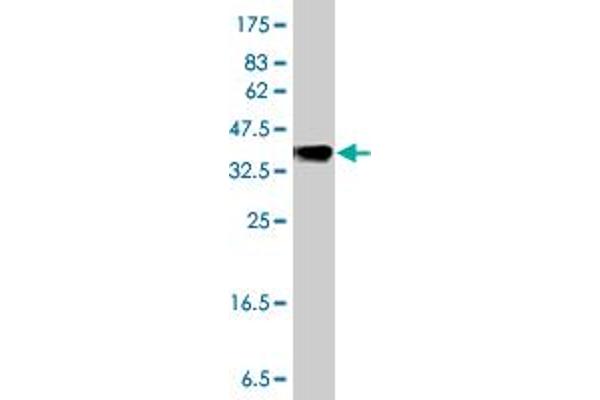 MGAT5 antibody  (AA 642-739)