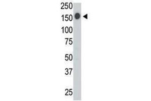 Image no. 2 for anti-Protein tyrosine Phosphatase, Receptor Type, C (PTPRC) (AA 1252-1282), (C-Term) antibody (ABIN357138)