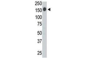 Image no. 2 for anti-Protein tyrosine Phosphatase, Receptor Type, C (PTPRC) (AA 1252-1282), (C-Term) antibody (ABIN357138) (CD45 antibody  (C-Term))