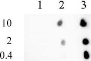 Histone H3 trimethyl Lys9 mAb (Clone 2AG-6F12-H4) tested by dot blot analysis. (Histone 3 antibody  (H3K9me3))