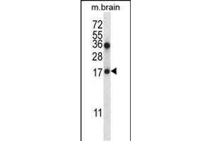 COPZ1 Antibody (N-term) (ABIN657051 and ABIN2846218) western blot analysis in mouse brain tissue lysates (35 μg/lane).