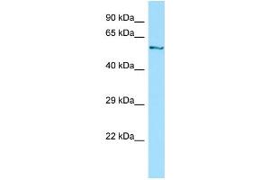 Western Blotting (WB) image for anti-Dynein, Cytoplasmic 1, Light Intermediate Chain 1 (DYNC1LI1) (C-Term) antibody (ABIN2790248)