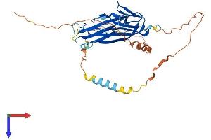 AlphaFold protein structure predicition of Mouse Recombinant Tnfsf9 Protein, UniprotID P41274 (TNFSF9 Protein (AA 1-309) (His tag))