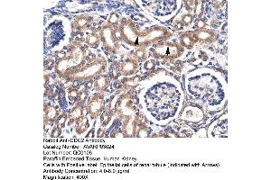 Human kidney (CDK1 antibody  (C-Term))