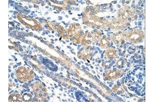 Image no. 1 for anti-RNA Pseudouridylate Synthase Domain Containing 2 (RPUSD2) (AA 201-250) antibody (ABIN202743) (RPUSD2 antibody  (AA 201-250))