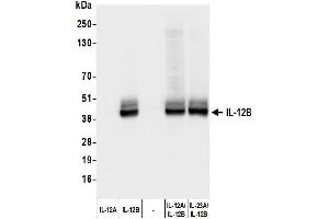 Western Blotting (WB) image for anti-Interleukin 12 beta (IL12B) (AA 23-328) antibody (ABIN7795738) (Recombinant IL12B antibody  (AA 23-328))