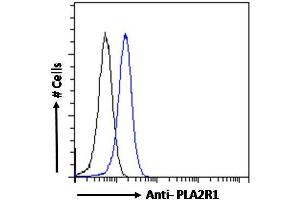 ABIN570997 Flow cytometric analysis of paraformaldehyde fixed HEK293 cells (blue line), permeabilized with 0. (PLA2R1 antibody  (Internal Region))