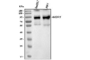 Western blot analysis of CD204/Msr1 using anti-CD204/Msr1 antibody (ABIN7599407).