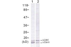 Western blot analysis of extract from human Hela cells using LC3A antibody (E021402). (MAP1LC3A antibody)