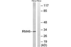 Western blot analysis of extracts from HeLa cells, using MRPL46 Antibody.