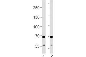 SDHA antibody western blot analysis in 1) human HeLa and 2) mouse C2C12 lysate. (SDHA antibody  (AA 577-605))