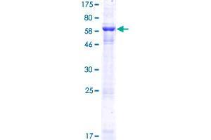 KIAA0513 (KIAA0513) (AA 1-301) protein (GST tag)