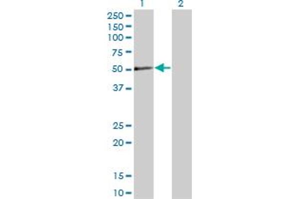 PXK antibody  (AA 351-450)