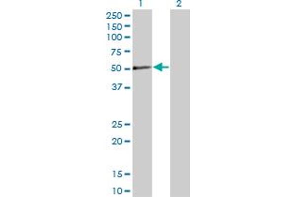 PXK antibody  (AA 351-450)