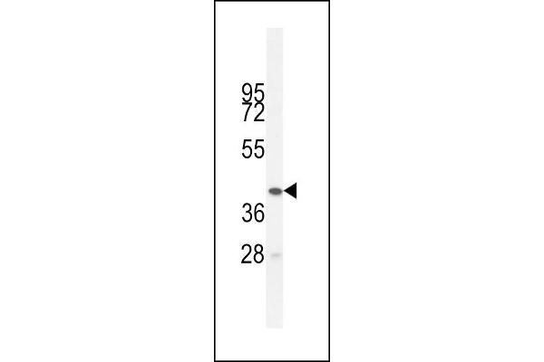 BTNL3 antibody  (C-Term)