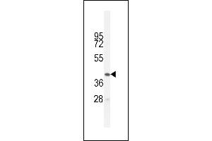 BTNL3 Antibody (C-term) (ABIN654857 and ABIN2844519) western blot analysis in HL-60 cell line lysates (35 μg/lane). (BTNL3 antibody  (C-Term))