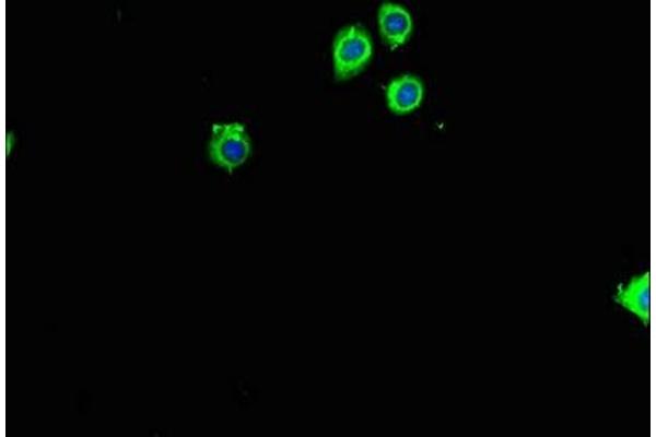 RPL26 antibody  (AA 48-143)