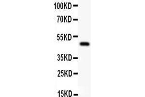 Anti-AP2 alpha Picoband antibody,  All lanes: Anti AP2A  at 0. (TFAP2A antibody  (AA 1-166))