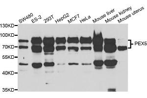 Western blot analysis of extracts of various cell lines, using PEX5 antibody (ABIN5973402) at 1/1000 dilution.