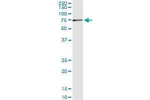 Immunoprecipitation of MPP2 transfected lysate using mouse monoclonal anti-MPP2 and Protein A Magnetic Bead (MPP2 (Human) IP-WB Antibody Pair)