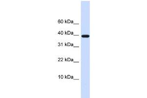 WB Suggested Anti-LECT1 Antibody Titration:  0. (LECT1 antibody  (N-Term))
