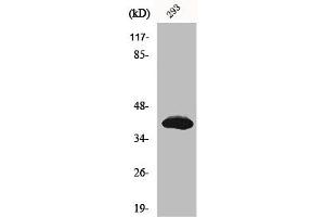Western Blot analysis of 293 cells using Islet-2 Polyclonal Antibody (ISL2 antibody  (Internal Region))