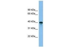 Image no. 1 for anti-TSC22 Domain Family, Member 4 (TSC22D4) (AA 241-290) antibody (ABIN6744602) (TSC22D4 antibody  (AA 241-290))