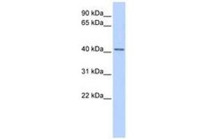 Image no. 1 for anti-Snurportin 1 (SNUPN) (AA 287-336) antibody (ABIN6740683) (Snurportin 1 antibody  (AA 287-336))