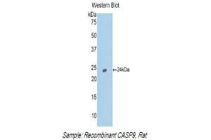 Western Blotting (WB) image for anti-Caspase 9, Apoptosis-Related Cysteine Peptidase (CASP9) (AA 1-200) antibody (ABIN1858259) (Caspase 9 antibody  (AA 1-200))