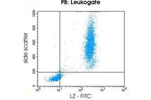 Image no. 2 for anti-Lysozyme (LYZ) antibody (ABIN1741599) (LYZ antibody)