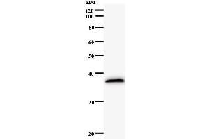 Western Blotting (WB) image for anti-E2F5 (E2F5) antibody (ABIN931153)