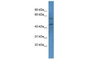 Western Blot showing CNR1 antibody used at a concentration of 1. (CNR1 antibody  (N-Term))
