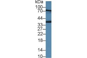 Detection of JAM2 in Rat Placenta lysate using Polyclonal Antibody to Junctional Adhesion Molecule 2 (JAM2) (JAM2 antibody  (AA 74-250))
